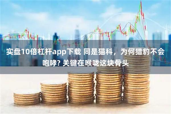 实盘10倍杠杆app下载 同是猫科，为何猎豹不会咆哮? 关键在喉咙这块骨头