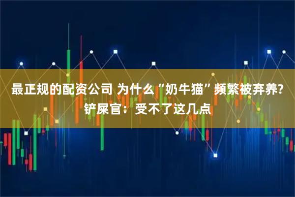 最正规的配资公司 为什么“奶牛猫”频繁被弃养?铲屎官：受不了这几点